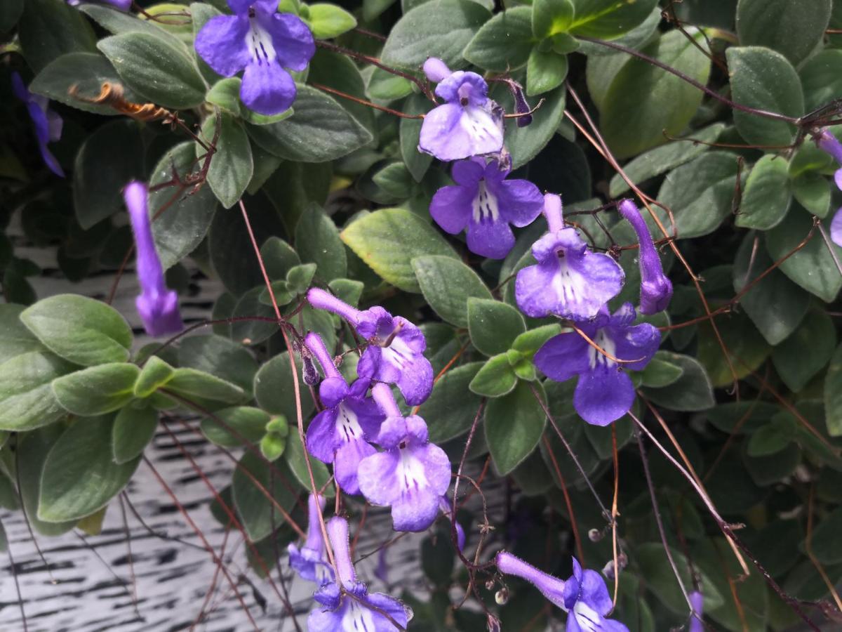 Lily Homestay Barrington Square Cameron Highlands. Бринчанг Екстериор снимка